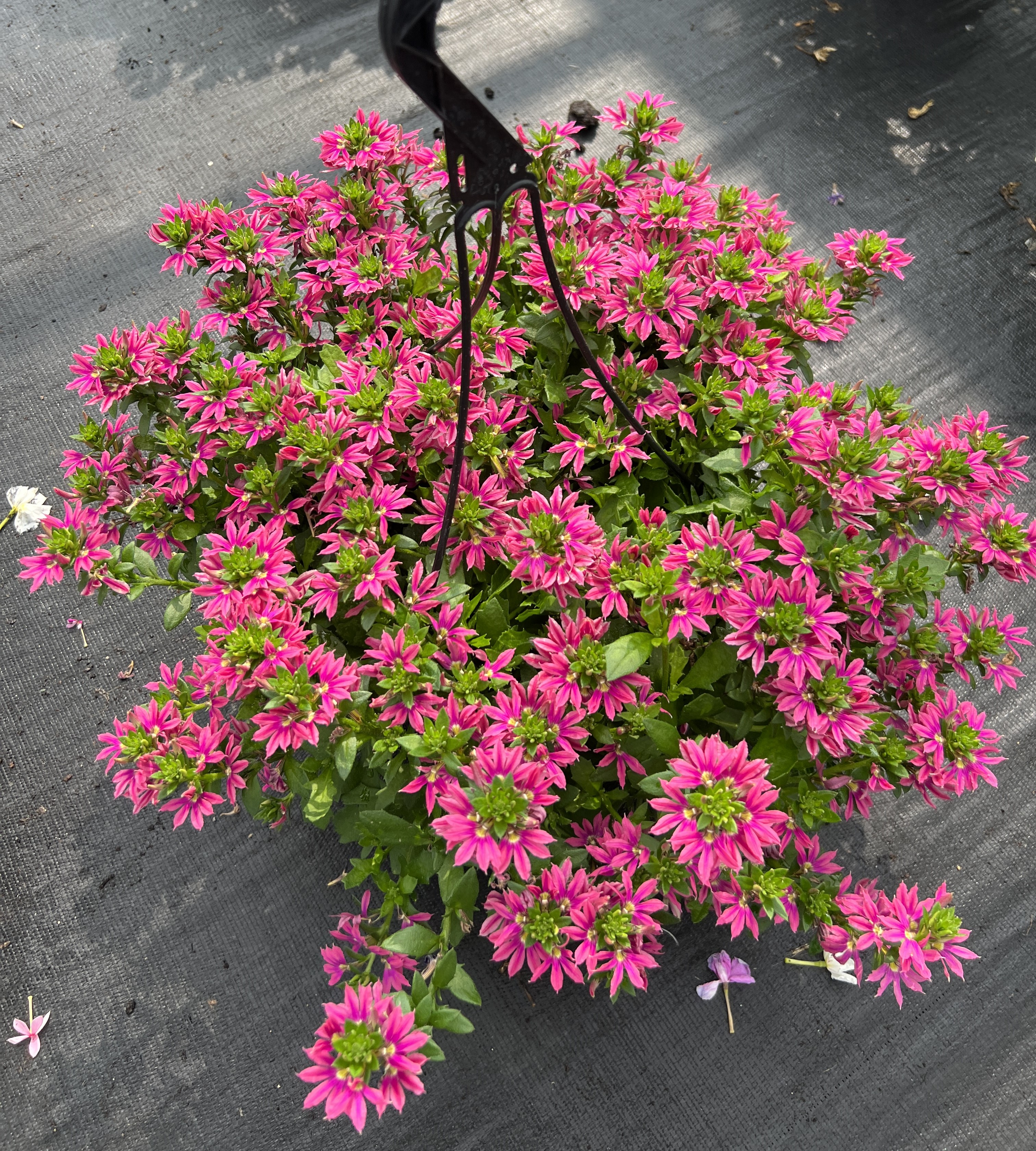 2024 California Spring Trials preview: Suntory Flowers